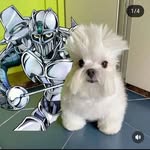 Samuel  Valerio - @ziczangis_ - Instagram