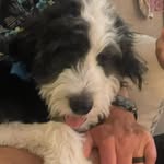 Samuel Waldrop - @fredrickthegoatsfather - Instagram