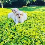 Samuel Walioli - @samuelwalioli - Instagram