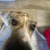 SamuelWheatkiller - @samuelwittenkelle2 - TikTok