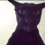 Samuel Whelan - @lil_fvcking_bro - Instagram