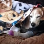 Sammy The Beagle - @samuel_winston_the_beagle - Instagram