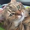 Catlover2.0 - @samuelwiseman2 - TikTok