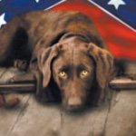 Samuel Woodall - @gundogs_is_life - Instagram