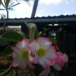 Samuel Worrell - @green_time_plants_ - Instagram