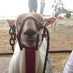 samuelyarbrough - @samuelyarbroughisreal - Instagram