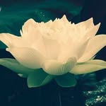 Samuel Yeh - @samuelyehyeh - Instagram