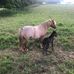 Samuel Yoder - Facebook
