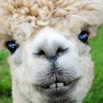 Samuel Yoo - @pizza_sam_lover - Instagram