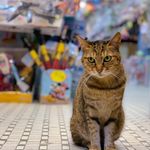 Samuel Yuen - @7sam.photography - Instagram