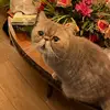 samuelyuen813 - @samuelyuen813 - TikTok