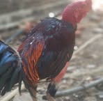 Săn BắT Ong - Facebook