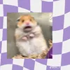 sàn.quach - @san_quach - TikTok