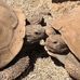 San Tan Mountain Regional Park - Facebook