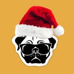 SANTO PERRO🐶 - @santoperrorioh - Instagram