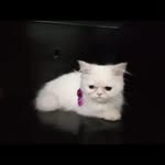 sana azmat - @sana_azmat_ - Instagram