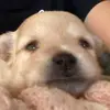 sana.brown - @sana.brown - TikTok