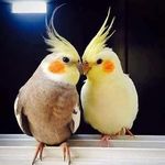 Sana chaudry - @sana.khan3385 - Instagram