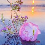 Sana Deeb - Facebook