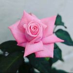 sana - @sana_deeba - Instagram