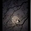 Sana Sayed - @sana.sayed71 - TikTok