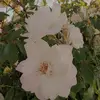 Sana Sayed - @sana.sayed88 - TikTok