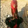 Sanah_hasan - @sanah_hasan7 - TikTok