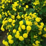 Sandhya Raj Kumari Baruah - @sandhya.rajkumari.54 - Instagram