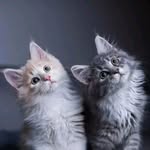 SANDHYA RAMAKRISHNAN - @sandhya_elt - Instagram