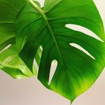 Sandi Campbell - @hausplantfrau - Instagram