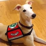 Sandi Oliver - @healinghound - Instagram