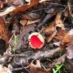 Sandi Olson - @flyingfiberfarm - Instagram