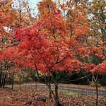 Sandi Telischak-Payne - @stpayne18301 - Instagram