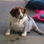 Sandi Phillips - @sebastion_michaelis_6 - Instagram