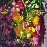 Sandi Phillips - @pressedflowercrazy - Instagram