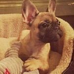 sandi phillips - @c_c_bloom - Instagram