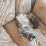 Sandi Phillips - @sandi_gregg1 - Instagram