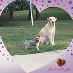 Sandi Potter - @sandil1970 - Instagram