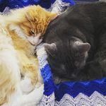 Sandi Quinn - @my_ty_and_blue - Instagram