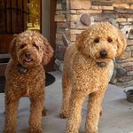 Sandi Ramsey - @sandiramsey51 - Instagram