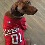 Sandi 😍 - @sandi_ridgeback - Instagram