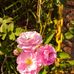 Sandie Shava - Facebook