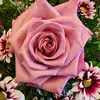 Sandi Simmons405 - @sandisimmons - TikTok