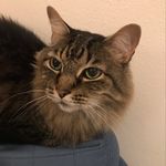 Sandi Simpson - @boriskitty1126 - Instagram