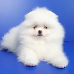 pomeranian - @pom_sandi_snow - Instagram