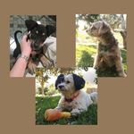 3 zaguaticas felices! 💛🐾 - @sandi.solis_puppies - Instagram