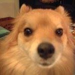 Sandi Solomon Milliken - @hot4doggie - Instagram
