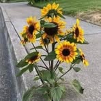 Sandi Sutton - Facebook