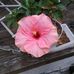 Sandi Webster - Facebook