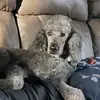 Sandi Willis968 - @sandiw_87 - TikTok